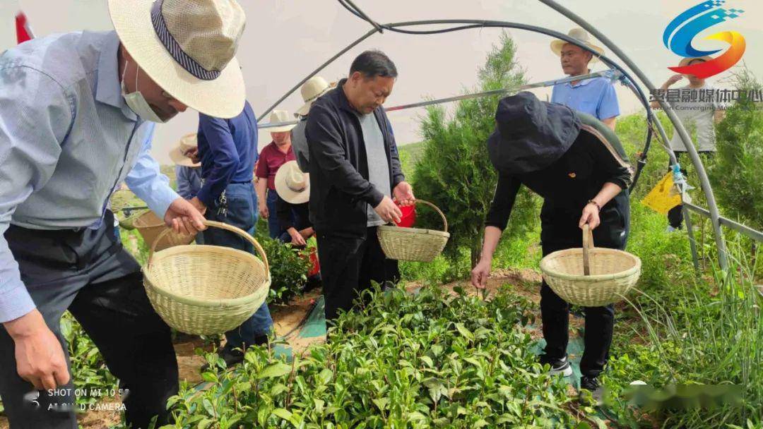 茶叶→茶开云体育 开云官网业_产业(图4) 茶叶→茶开云体育 开云官网业_产业(图4)