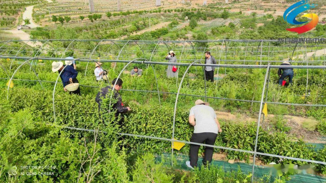 茶叶→茶开云体育 开云官网业_产业(图3) 茶叶→茶开云体育 开云官网业_产业(图3)