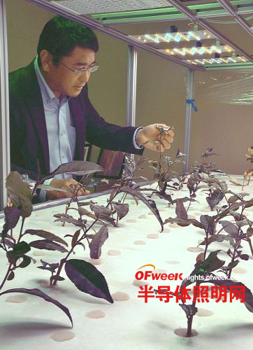 茶叶什么是开云体育 开云官网茶叶?的最新报道(图2) 茶叶什么是开云体育 开云官网茶叶?的最新报道(图2)