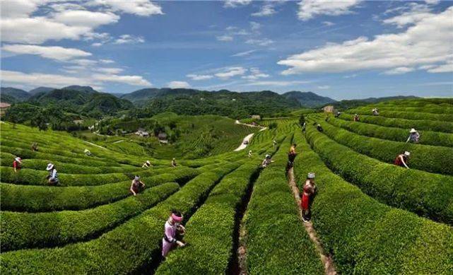 开云体育 开云平台2021年全国茶叶内销突破230万吨总额达3000亿元!(图4) 开云体育 开云平台2021年全国茶叶内销突破230万吨总额达3000亿元!(图4)