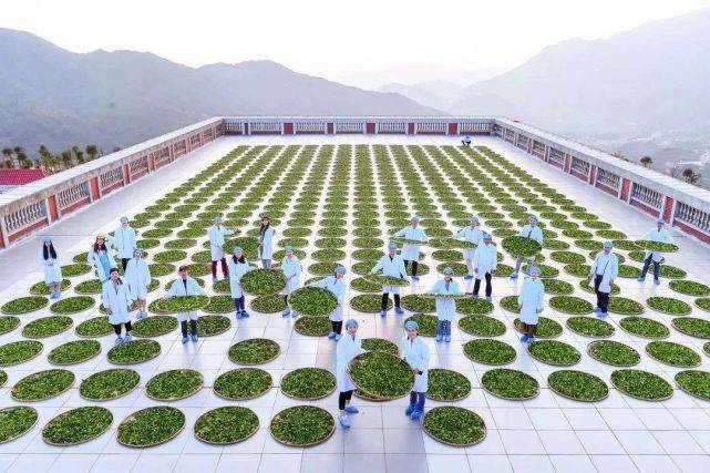 开云体育 开云平台2021年全国茶叶内销突破230万吨总额达3000亿元!(图5) 开云体育 开云平台2021年全国茶叶内销突破230万吨总额达3000亿元!(图5)