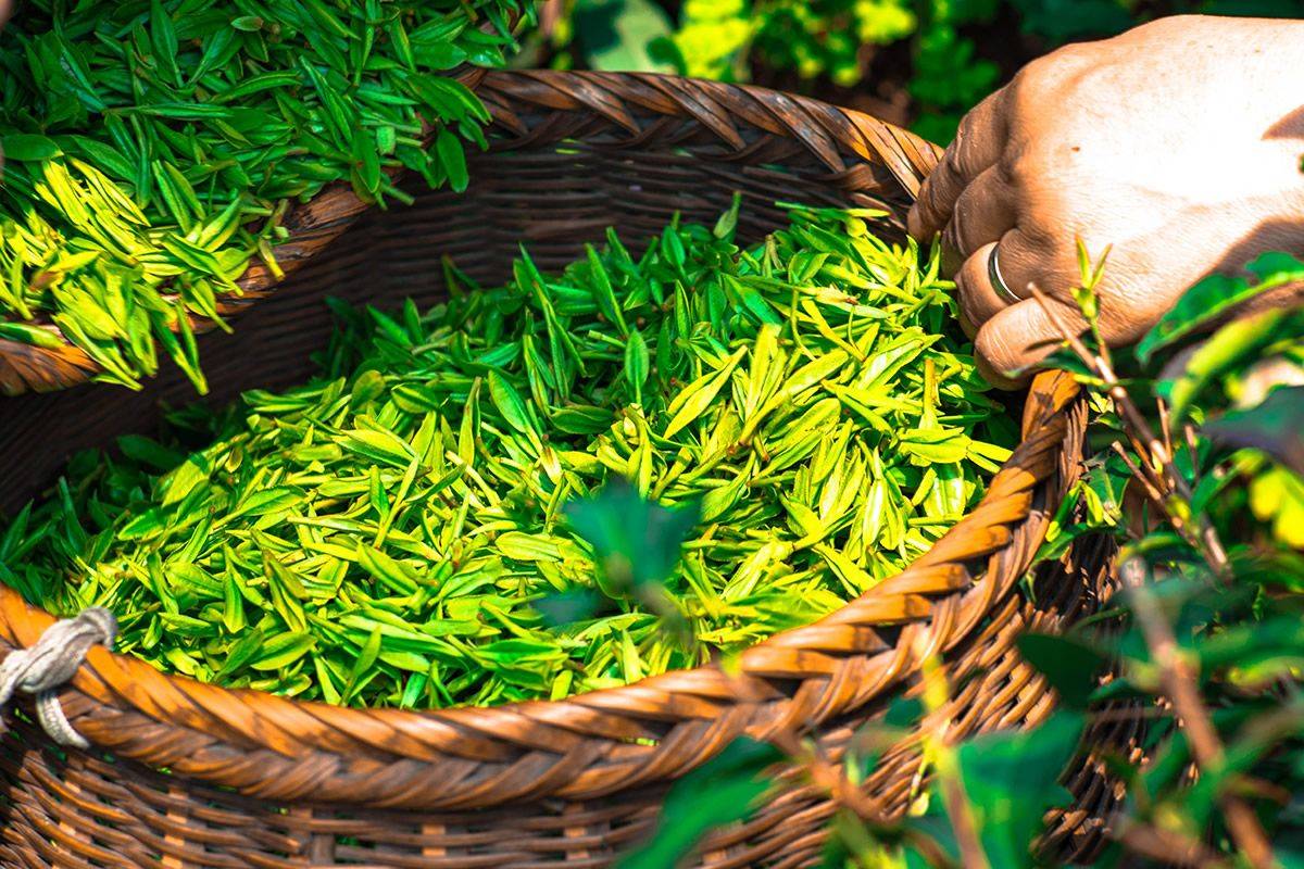 开云体育 开云官网茶叶新零售商城:互联网+茶叶实现产业转型升级(图3) 开云体育 开云官网茶叶新零售商城:互联网+茶叶实现产业转型升级(图3)