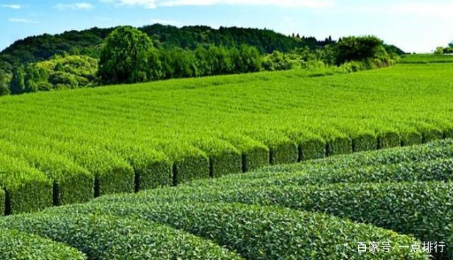 开云 开云体育世界十大茶叶生产国 世界十大茶产地排行榜(图3) 开云 开云体育世界十大茶叶生产国 世界十大茶产地排行榜(图3)