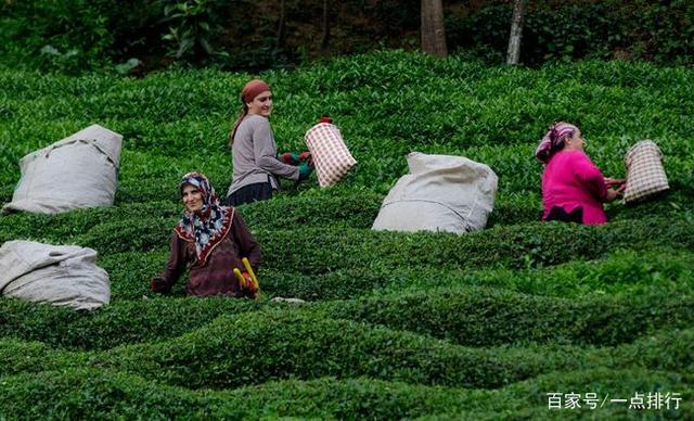 开云 开云体育世界十大茶叶生产国 世界十大茶产地排行榜(图6) 开云 开云体育世界十大茶叶生产国 世界十大茶产地排行榜(图6)