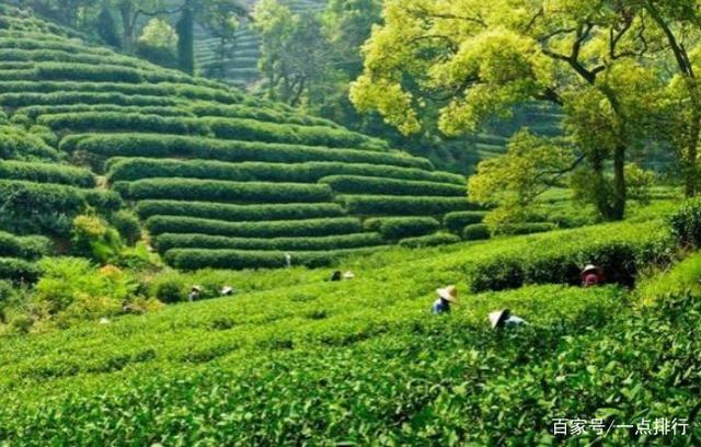 开云 开云体育世界十大茶叶生产国 世界十大茶产地排行榜(图10) 开云 开云体育世界十大茶叶生产国 世界十大茶产地排行榜(图10)