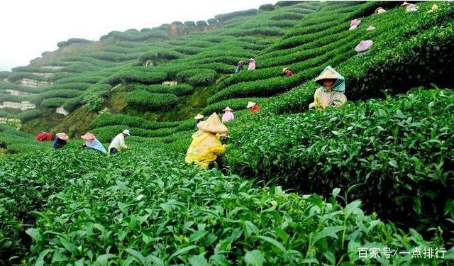 开云 开云体育世界十大茶叶生产国 世界十大茶产地排行榜(图5) 开云 开云体育世界十大茶叶生产国 世界十大茶产地排行榜(图5)