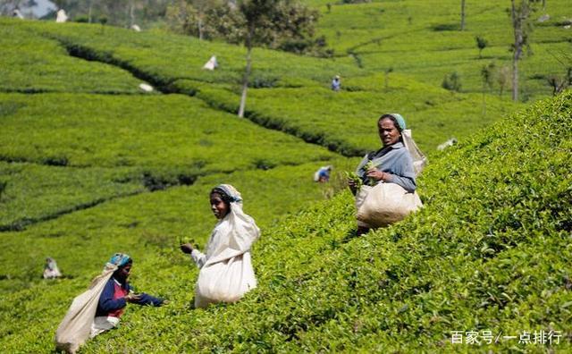 开云 开云体育世界十大茶叶生产国 世界十大茶产地排行榜(图7) 开云 开云体育世界十大茶叶生产国 世界十大茶产地排行榜(图7)