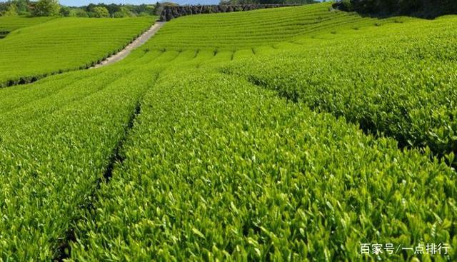 开云 开云体育世界十大茶叶生产国 世界十大茶产地排行榜(图9) 开云 开云体育世界十大茶叶生产国 世界十大茶产地排行榜(图9)