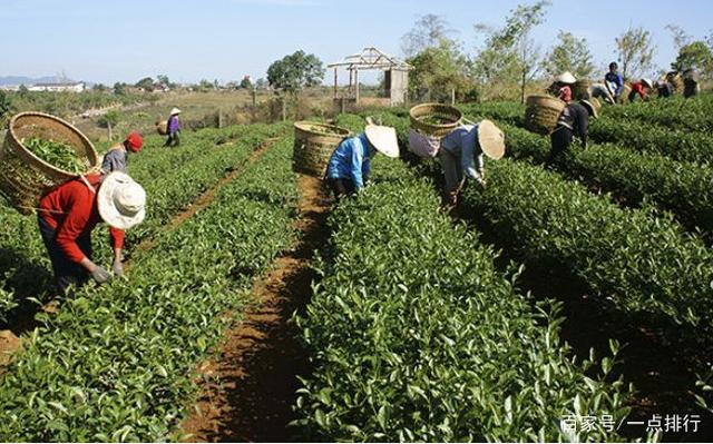 开云 开云体育世界十大茶叶生产国 世界十大茶产地排行榜(图4) 开云 开云体育世界十大茶叶生产国 世界十大茶产地排行榜(图4)