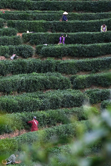 江西:茶叶变茶“业”开云体育 开云平台富了村民美了生态(图3) 江西:茶叶变茶“业”开云体育 开云平台富了村民美了生态(图3)