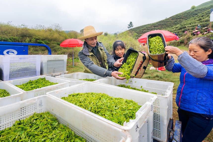 江西:茶叶变茶“业”开云体育 开云平台富了村民美了生态(图4) 江西:茶叶变茶“业”开云体育 开云平台富了村民美了生态(图4)