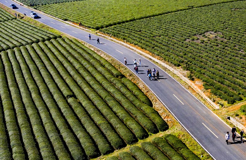 江西:茶叶变茶“业”开云体育 开云平台富了村民美了生态(图2) 江西:茶叶变茶“业”开云体育 开云平台富了村民美了生态(图2)