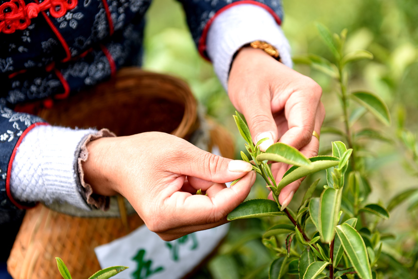 江西:茶叶变茶“业”开云体育 开云平台富了村民美了生态(图5) 江西:茶叶变茶“业”开云体育 开云平台富了村民美了生态(图5)