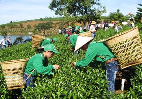 中国茶叶的总产量稳居世界第一为开云体育 开云官网何要从印度进口茶叶?(图5) 中国茶叶的总产量稳居世界第一为开云体育 开云官网何要从印度进口茶叶?(图5)