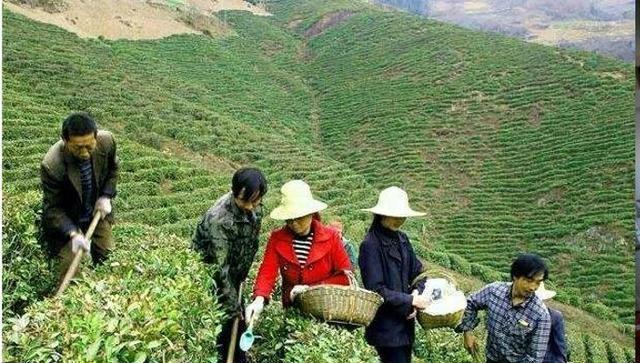“茶叶”的暴利到底有多大开云体育 开云官网?内行茶商说除了实情(图2) “茶叶”的暴利到底有多大开云体育 开云官网?内行茶商说除了实情(图2)