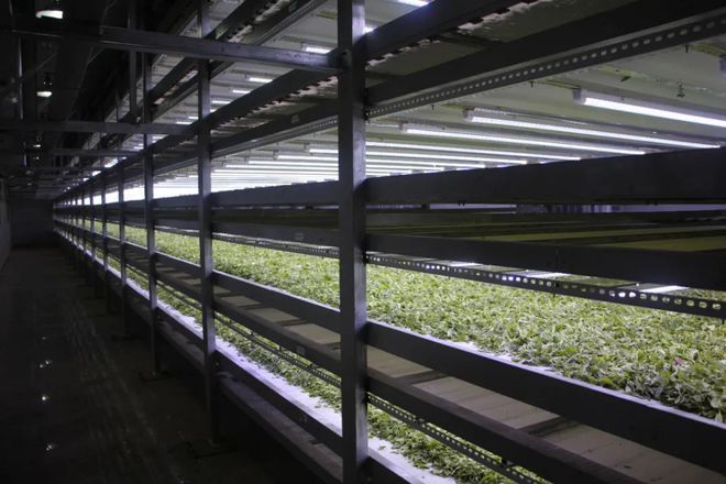 中国茶叶标准是世界之最为什么还有很多人开云体育 开云官网声称“缺失”(图3) 中国茶叶标准是世界之最为什么还有很多人开云体育 开云官网声称“缺失”(图3)