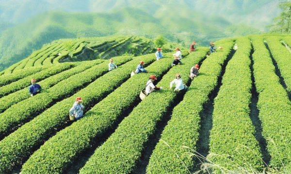 云南六盛茶业转型品牌化经营路线助推企业提质增效开云体育 开云平台(图3) 云南六盛茶业转型品牌化经营路线助推企业提质增效开云体育 开云平台(图3)