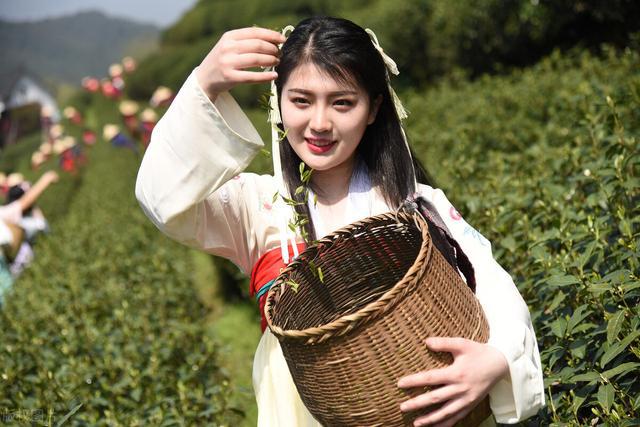 开云 开云体育当下的茶叶为何越来越难销售?(图4) 开云 开云体育当下的茶叶为何越来越难销售?(图4)