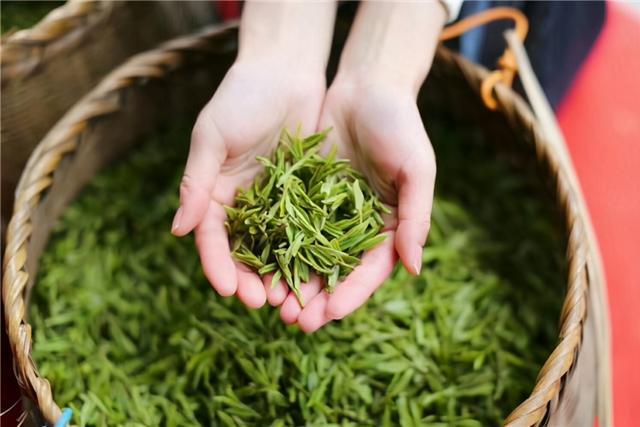 开云体育 开云平台茶叶低至99高达千把块那么它们之间到底有什么区别呢?(图6) 开云体育 开云平台茶叶低至99高达千把块那么它们之间到底有什么区别呢?(图6)