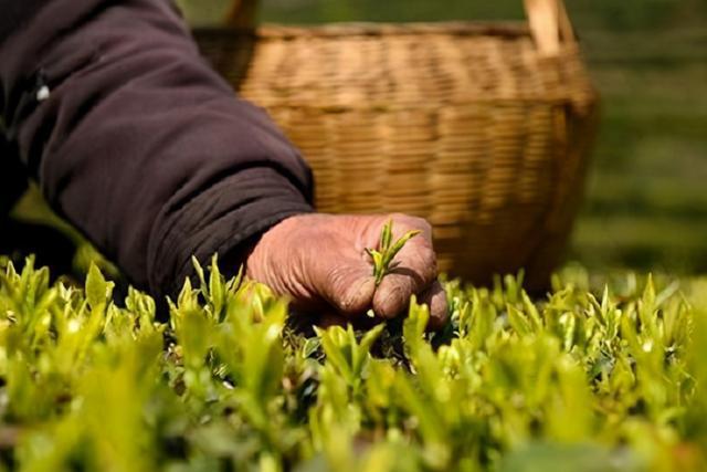 开云体育 开云平台茶叶低至99高达千把块那么它们之间到底有什么区别呢?(图5) 开云体育 开云平台茶叶低至99高达千把块那么它们之间到底有什么区别呢?(图5)