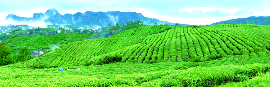 浙江新昌:引领茶业 弘扬茶道文化开云 开云体育(图3) 浙江新昌:引领茶业 弘扬茶道文化开云 开云体育(图3)