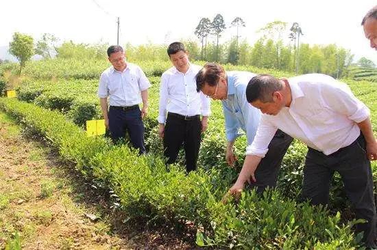 2018 年度中国茶业9大开云体育 开云官网事件(图2) 2018 年度中国茶业9大开云体育 开云官网事件(图2)