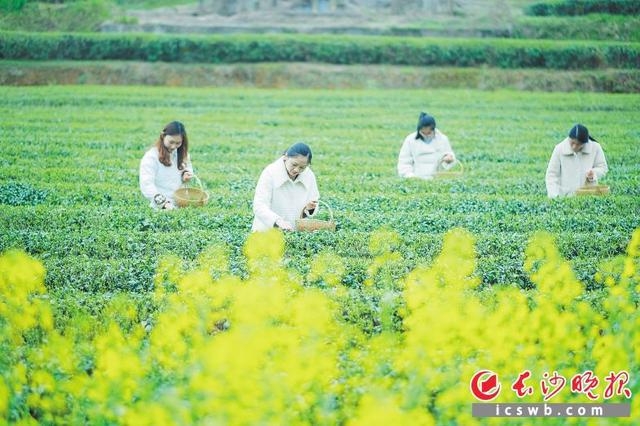 一周茶开云体育 开云官网播报(150期)(图6) 一周茶开云体育 开云官网播报(150期)(图6)