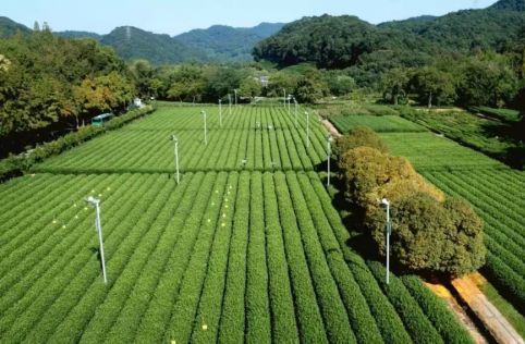 开云体育 开云平台一周茶业贵州研发6款新式冷泡茶面世;福建发现迄今最大野生古茶树;2022巴黎国际食品展举办云南专场活动(图11) 开云体育 开云平台一周茶业贵州研发6款新式冷泡茶面世;福建发现迄今最大野生古茶树;2022巴黎国际食品展举办云南专场活动(图11)