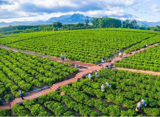 开云体育 开云平台一周茶业贵州研发6款新式冷泡茶面世;福建发现迄今最大野生古茶树;2022巴黎国际食品展举办云南专场活动(图4) 开云体育 开云平台一周茶业贵州研发6款新式冷泡茶面世;福建发现迄今最大野生古茶树;2022巴黎国际食品展举办云南专场活动(图4)