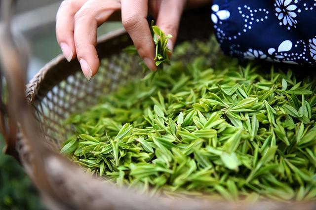 茶叶挑选指南:认准这“3个特征”让你买到开云体育 开云官网100%零添加天然佳茗(图4) 茶叶挑选指南:认准这“3个特征”让你买到开云体育 开云官网100%零添加天然佳茗(图4)