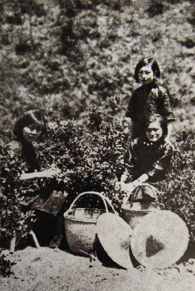 开云 开云体育中国茶叶是如何从衰败走向新辉煌的:回望中国茶叶100年(全)(图7) 开云 开云体育中国茶叶是如何从衰败走向新辉煌的:回望中国茶叶100年(全)(图7)