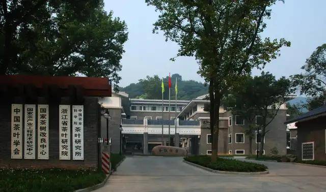 开云 开云体育中国茶叶是如何从衰败走向新辉煌的:回望中国茶叶100年(全)(图10) 开云 开云体育中国茶叶是如何从衰败走向新辉煌的:回望中国茶叶100年(全)(图10)