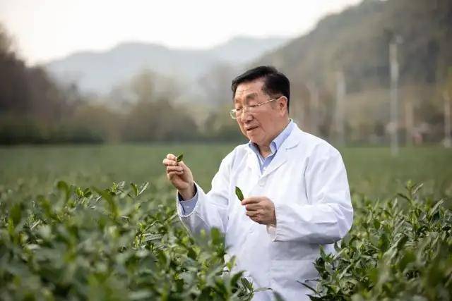 开云 开云体育中国茶叶是如何从衰败走向新辉煌的:回望中国茶叶100年(全)(图12) 开云 开云体育中国茶叶是如何从衰败走向新辉煌的:回望中国茶叶100年(全)(图12)