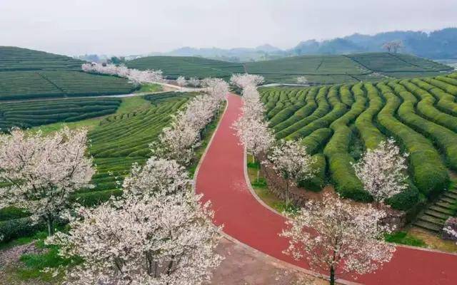 开云 开云体育中国茶叶是如何从衰败走向新辉煌的:回望中国茶叶100年(全)(图14) 开云 开云体育中国茶叶是如何从衰败走向新辉煌的:回望中国茶叶100年(全)(图14)