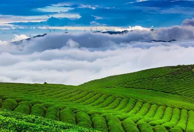 开云 开云体育中国茶叶是如何从衰败走向新辉煌的:回望中国茶叶100年(全)(图35) 开云 开云体育中国茶叶是如何从衰败走向新辉煌的:回望中国茶叶100年(全)(图35)