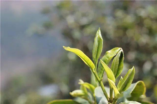 开云体育 开云平台“2019年茶行业六大创新”“精制茶发展现状与前景”“打造中国第七大茶系”(图2) 开云体育 开云平台“2019年茶行业六大创新”“精制茶发展现状与前景”“打造中国第七大茶系”(图2)