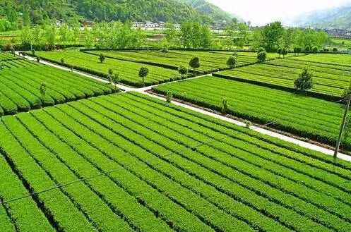 茶产开云 开云体育业发展状况浅析(图2) 茶产开云 开云体育业发展状况浅析(图2)