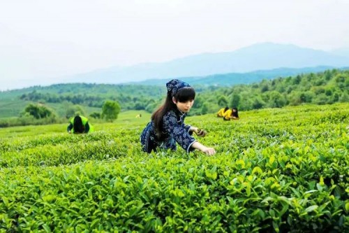 “茶叶”变“茶业”抖音电商助力福鼎白茶产业升级开云 开云体育(图2) “茶叶”变“茶业”抖音电商助力福鼎白茶产业升级开云 开云体育(图2)