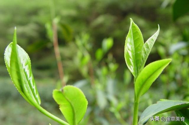 开云 开云体育常用冰箱存茶?难怪茶香消失保存茶叶方法要知道别浪费了好茶(图9) 开云 开云体育常用冰箱存茶?难怪茶香消失保存茶叶方法要知道别浪费了好茶(图9)