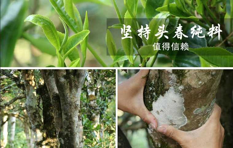 开云 开云体育普洱茶鲜为人知的内幕!普洱茶种类繁多、山头众多到底哪里产的最正宗?哪些更值得选购及收藏?(图5) 开云 开云体育普洱茶鲜为人知的内幕!普洱茶种类繁多、山头众多到底哪里产的最正宗?哪些更值得选购及收藏?(图5)