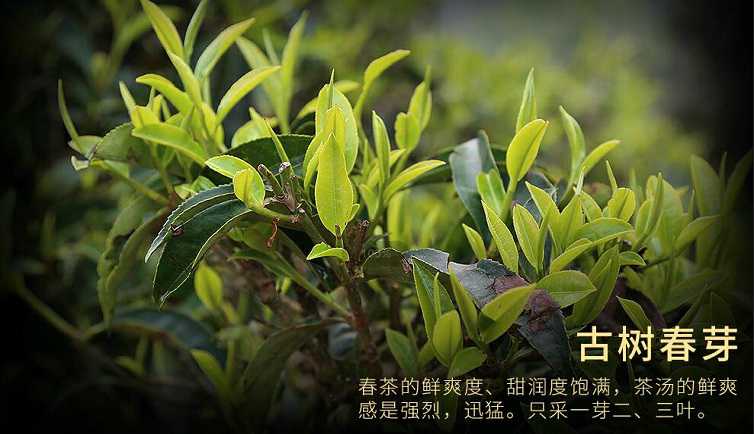 开云 开云体育普洱茶鲜为人知的内幕!普洱茶种类繁多、山头众多到底哪里产的最正宗?哪些更值得选购及收藏?(图9) 开云 开云体育普洱茶鲜为人知的内幕!普洱茶种类繁多、山头众多到底哪里产的最正宗?哪些更值得选购及收藏?(图9)