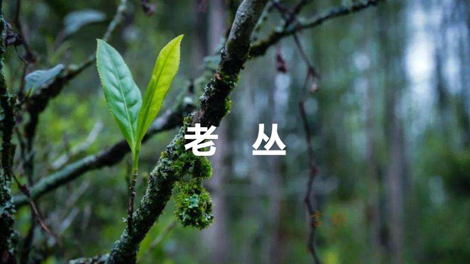 双十一“发疯文学”卷土从来连茶叶也疯了!!!开云体育 开云平台(图4) 双十一“发疯文学”卷土从来连茶叶也疯了!!!开云体育 开云平台(图4)