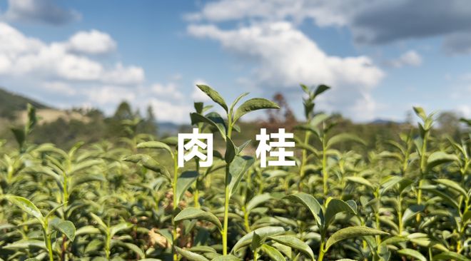 双十一“发疯文学”卷土从来连茶叶也疯了!!!开云体育 开云平台(图5) 双十一“发疯文学”卷土从来连茶叶也疯了!!!开云体育 开云平台(图5)