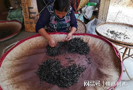云南深山有个土开云体育 开云APP豪村家家都是百万富翁一斤茶叶卖上千元(图4) 云南深山有个土开云体育 开云APP豪村家家都是百万富翁一斤茶叶卖上千元(图4)