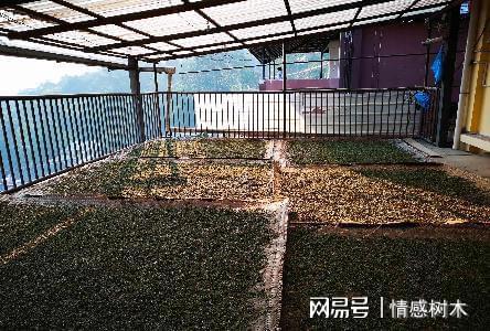 云南深山有个土开云体育 开云APP豪村家家都是百万富翁一斤茶叶卖上千元(图7) 云南深山有个土开云体育 开云APP豪村家家都是百万富翁一斤茶叶卖上千元(图7)