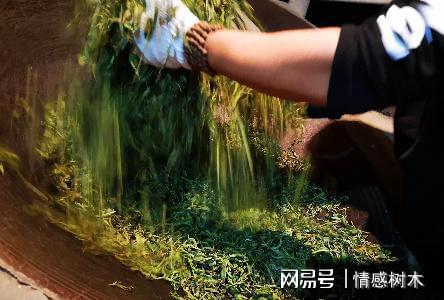 云南深山有个土开云体育 开云APP豪村家家都是百万富翁一斤茶叶卖上千元(图6) 云南深山有个土开云体育 开云APP豪村家家都是百万富翁一斤茶叶卖上千元(图6)