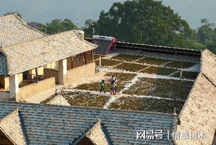 云南深山有个土开云体育 开云APP豪村家家都是百万富翁一斤茶叶卖上千元(图5) 云南深山有个土开云体育 开云APP豪村家家都是百万富翁一斤茶叶卖上千元(图5)