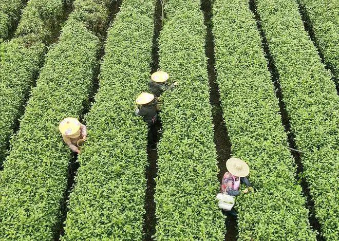 开云体育 开云平台八马茶业上市“饥渴”难解(图6) 开云体育 开云平台八马茶业上市“饥渴”难解(图6)