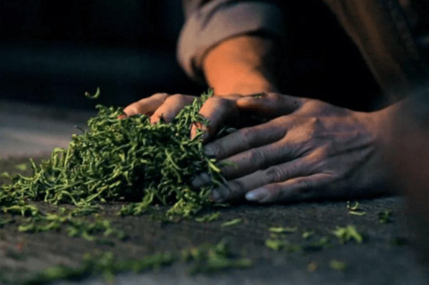 开云体育 开云官网茶叶的分类中国传统六大茶叶(图6) 开云体育 开云官网茶叶的分类中国传统六大茶叶(图6)