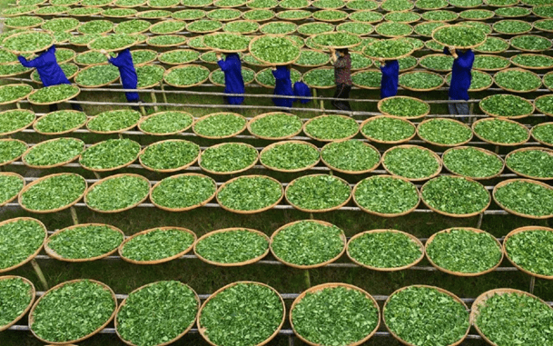 开云体育 开云官网茶叶的分类中国传统六大茶叶(图5) 开云体育 开云官网茶叶的分类中国传统六大茶叶(图5)